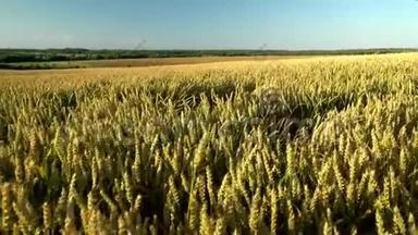 麦田。 地上的金色麦穗.. 草甸麦田成熟穗的背景。 收获丰厚